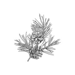 .Pine branch with cones. Vector vintage illustration. Isolated objects on white background..