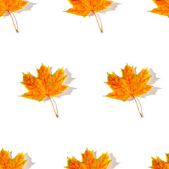 Seamless pattern of colorful autumn maple leaves with hard light isolated on white background