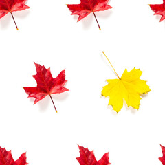 Seamless pattern of colorful autumn maple leaf isolated on white background