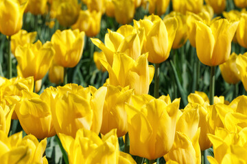 Obraz premium Selective Focus on Yellow Tulip in Field of Flowers.