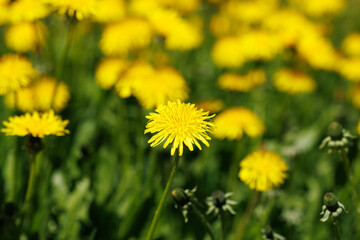 Dandelions Growing on a Lawn. Close-up Shot with Selective Focus