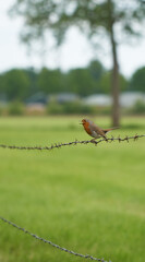 A chirping robin sitting on barbed wire at the edge of a meadow