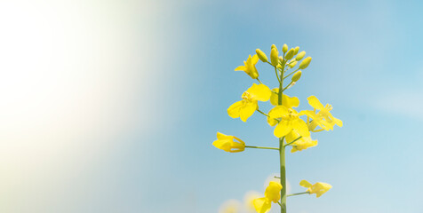 Yellow rapeseed flowers on the background of the blue sky.
