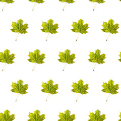 Seamless pattern of colorful autumn maple leaf isolated on white background