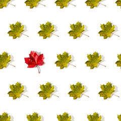 Seamless pattern of colorful autumn maple leaves with hard light isolated on white background