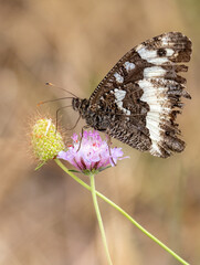 Macrophotographie d'un papillon - Silène - Brintesia circe