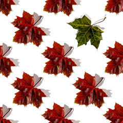 Seamless pattern of colorful autumn maple leaves with hard light isolated on white background