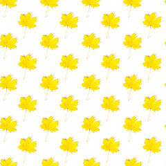 Seamless pattern of colorful autumn maple leaf isolated on white background