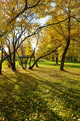 Autumn park on a sunny day. Beautiful natural landscape with yellow trees and fallen dry leaves on the grass.