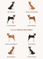 Basenji colors. Popular coat colours. Cute Red congo dogs characters in various poses, design for print, adorable and cute cartoon vector set. Dog Drawing collection set. Tri-color fur dog logo.