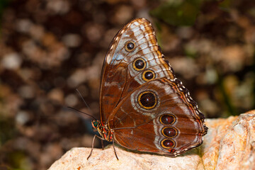 
Macro shots, Beautiful nature scene. Closeup beautiful butterfly sitting on the flower in a summer garden.
