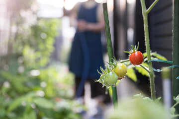 庭の水やり園芸などのイメージ　庭で育てたフレッシュトマト