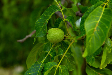 Green walnuts growing on a tree in the garden in summer. 