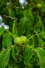 Green walnuts growing on a tree in the garden in summer. 