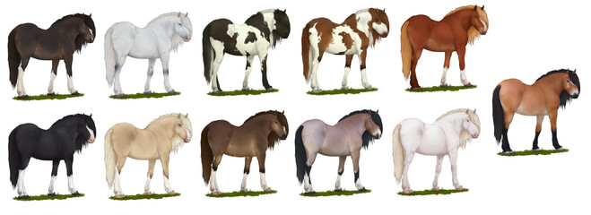 Horses 11 variations breed