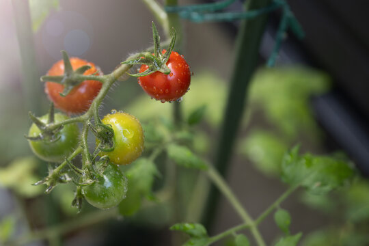 新鮮な夏野菜　家庭菜園のミニトマトのアップ