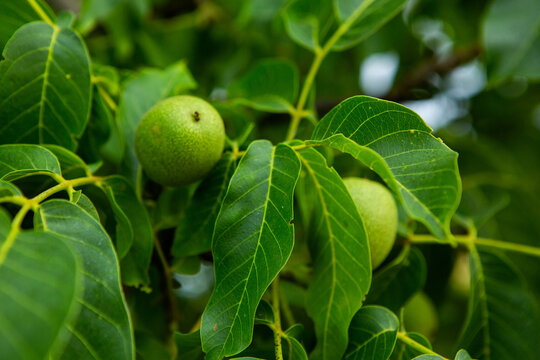 Green walnuts growing on a tree in the garden in summer. 