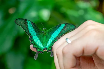 Fototapeten Beautiful Closeup butterfly at your fingertips in a summer garden © blackdiamond67