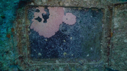 Sea animals growing on window glass of cabin of ferry Salem Express shipwreck, Red sea, Safaga, Egypt © Andriy Nekrasov
