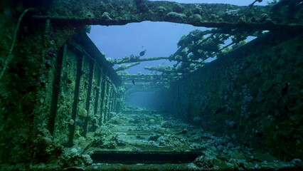 Deck grown with corals of ferry Salem Express shipwreck on blue water background, Red sea, Safaga, Egypt © Andriy Nekrasov