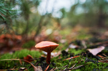 Agaric forest mushroom in fall season.