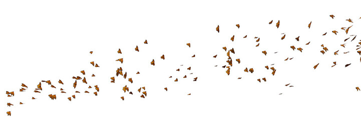 monarch butterflies, Danaus plexippus swarm isolated on transparent background banner