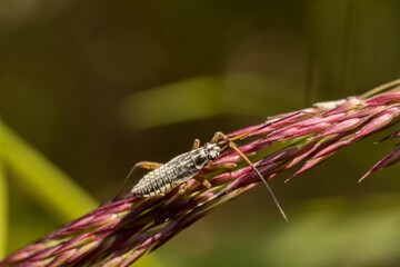 A small dark beetle (probably Nemobius sylvestris, the wood cricket) on a spike of grass. Macro.