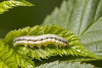 A light green caterpillar with a gray stripe on a green leaf. Close up.