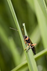 Rhyssa persuasoria, also known as the saber wasp sitting on grass. Close up.