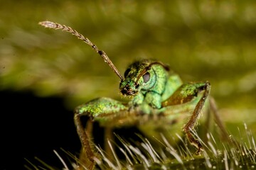 Phyllobius argentatus - the silver-green leaf weevil on a green leaf. Macro.