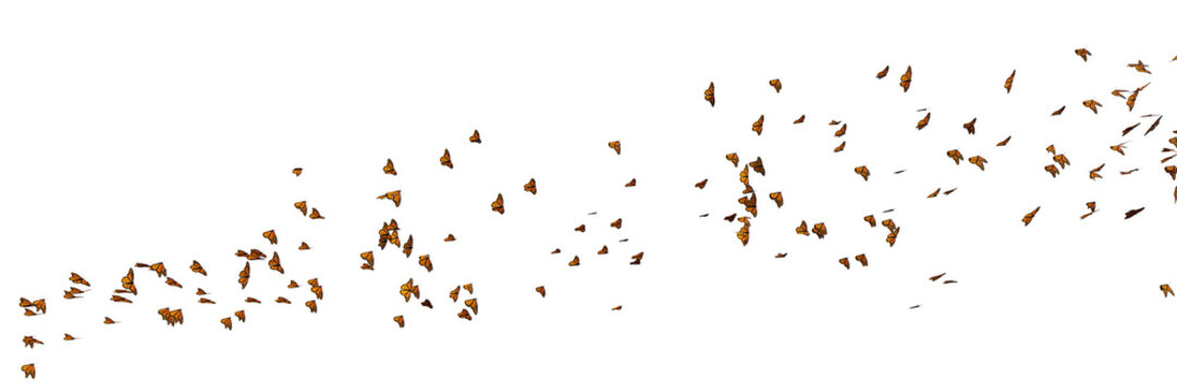 Fototapeta monarch butterflies, Danaus plexippus swarm isolated on transparent background banner