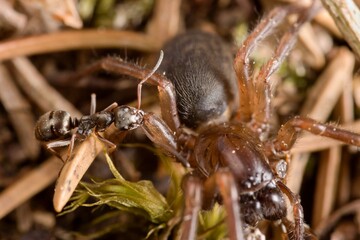 Forest ants transporting a dead spider. Macro.