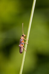 Soldier beetle (Cantharis fusca) crawling on blades of grass. Green background. Close up.