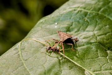 Meeting of a beetle (Carpocoris purpureipennis - shield bug) with an ant on a green leaf. Close up.