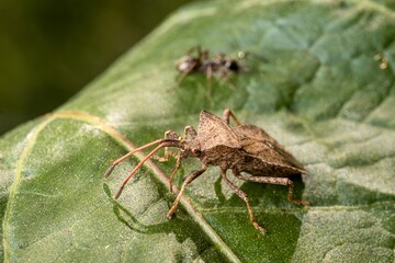Meeting of a beetle (Carpocoris purpureipennis - shield bug) with an ant on a green leaf. Close up.