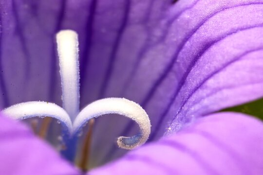 Campanula patula - spreading bellflower. Detail of the inside of the flower. Macro.