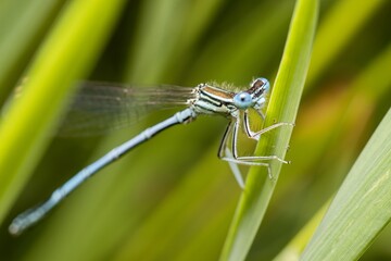 Damselfliy on leaves or stalks of grasses. Close up.