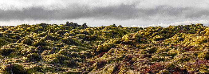 moss on the rocks, iceland, Northern Europe, europe