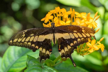 Fototapeten  Macro shots, Beautiful nature scene. Closeup beautiful butterfly sitting on the flower in a summer garden.  © blackdiamond67