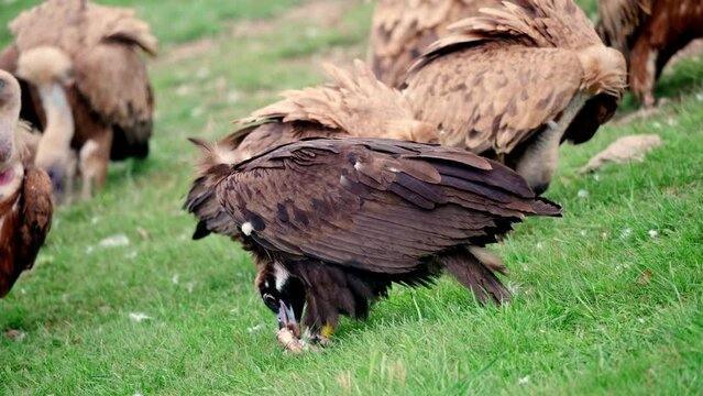 gathering of vultures in search of food in the Pyrenees Mountains in Spain