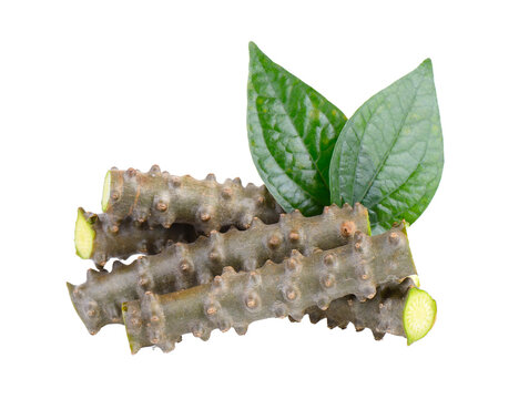 Tinospora crispa on transparent png