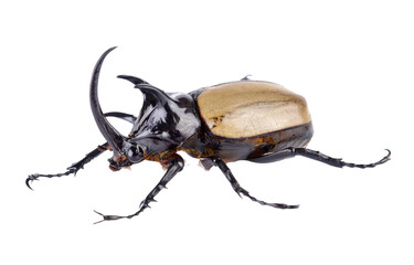 Big horned beetle on transparent png - obrazy, fototapety, plakaty
