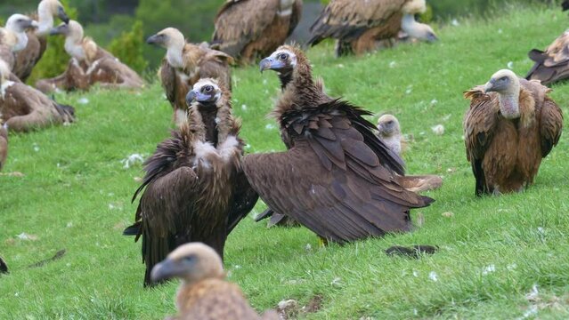 Courtship between a pair of Eurasian Black Vulture
