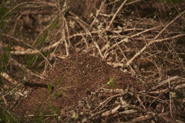 Ants nest in the forest. A big anthill in the forest. A home for ants in a natural environment.