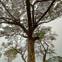 old oak tree