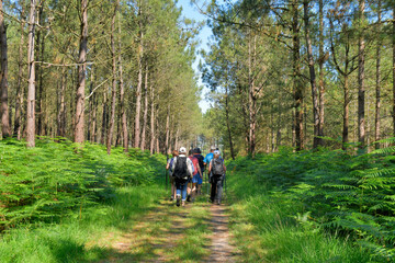 Fototapeta premium Groupe de randonneurs seniors dans la forêt de Penhoat au-dessus du Trieux - Bretagne France