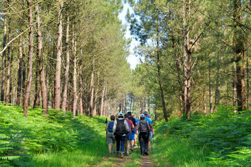 Obraz premium Groupe de randonneurs seniors dans la forêt de Penhoat au-dessus du Trieux - Bretagne France