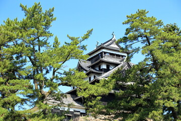Fototapeta premium 新緑が美しい島根県松江市の国宝松江城