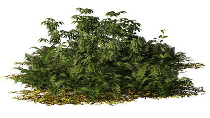 forest floor plants, saplings, leaves and fern isolated on transparent background   © dottedyeti