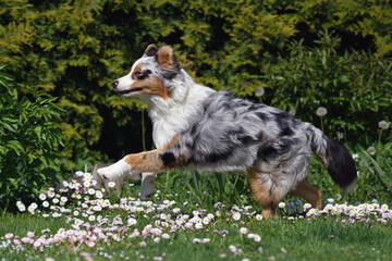 Adorable blue merle Australian Shepherd dog with a sectoral heterochromia in its eyes posing outdoors running fast on a green grass with daisy flowers in spring